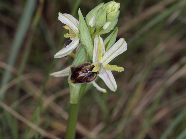 ophrys mateolana  (= Ophrys exaltata subsp. exaltata)